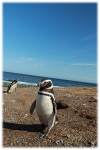 Les pingouins patagoniens 