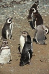 08 - Les pingouins de Punta Arenas.JPG
