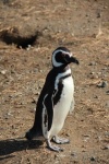 09 - Les pingouins de Punta Arenas.JPG